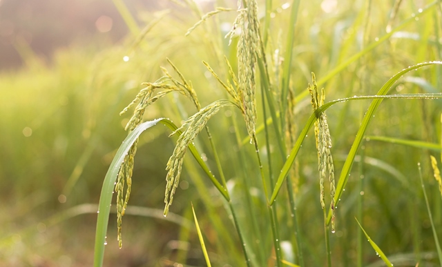 Severe drought in southern Europe sparks price spike in long grain rice