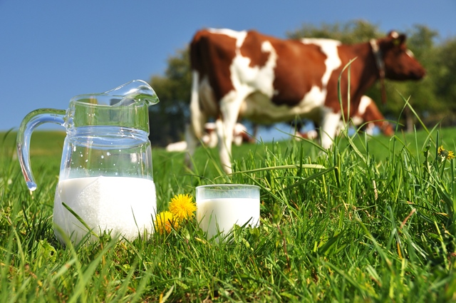 Morrisons to scrap ‘use by’ dates from milk to reduce waste