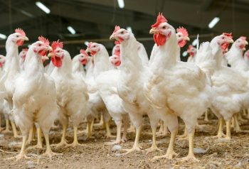 East Suffolk council rejects 100,000-chicken poultry farm plan