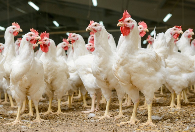 Food industry must move faster to deliver meaningful farm animal welfare impacts
