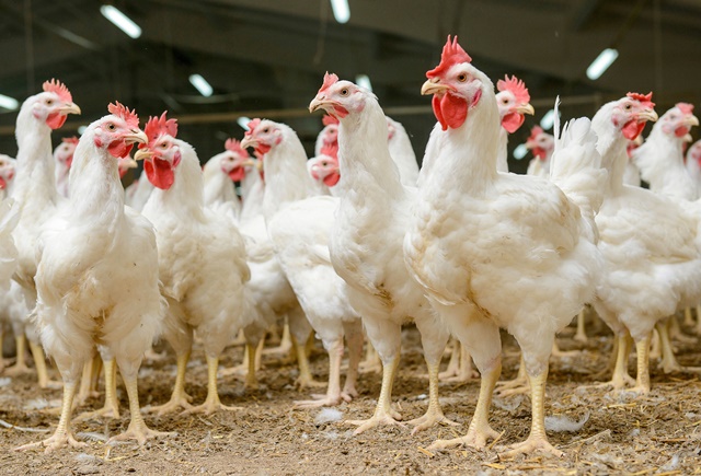 Scientists use machine learning to help fight antibiotic resistance in farmed chickens