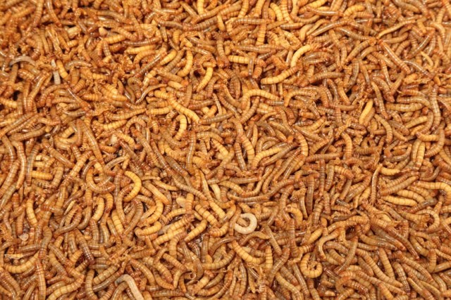 EFSA deems mealworms safe for humans, paving way for EU-wide approval