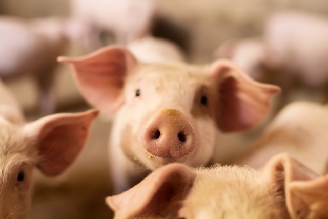 Government plans new rules to support UK pork farmers and processors with written contracts