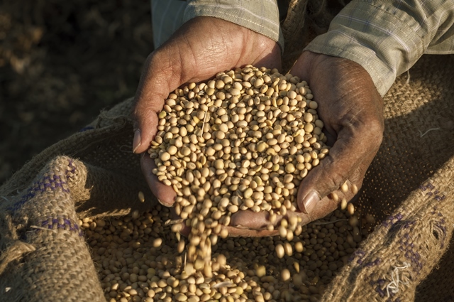 Zero-deforestation soy initiative underway with major UK supermarket backing