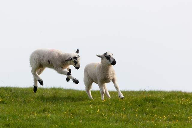 US is open for UK lamb business again for the first time in 20 years