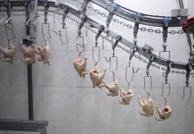 Decline in cases of campylobacter
