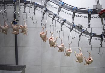 Decline in cases of campylobacter