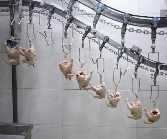 Decline in cases of campylobacter