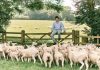Sainsbury’s supports British farmers with new season lamb commitment