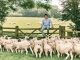 Sainsbury’s supports British farmers with new season lamb commitment