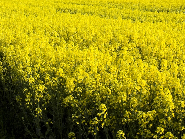 Vegetable oil emissions study reveals urgent need for greener growing solutions