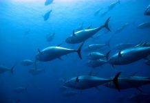 Thai Union pledges to more sustainable seafood supply chain