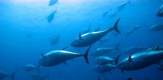 Thai Union pledges to more sustainable seafood supply chain