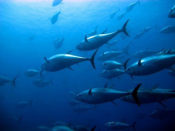 Thai Union pledges to more sustainable seafood supply chain