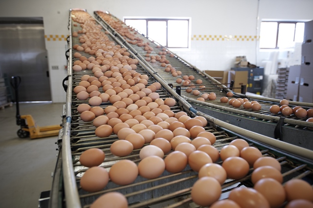 Egg business fined £233,000 after 19-year-old’s death