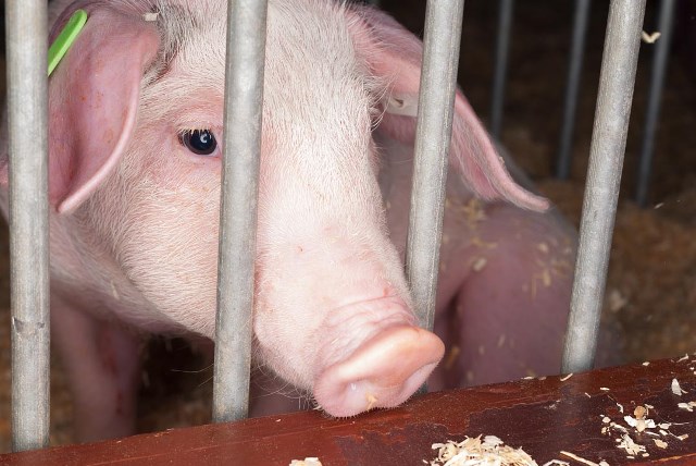 Food giants failing implementation of animal welfare ambitions