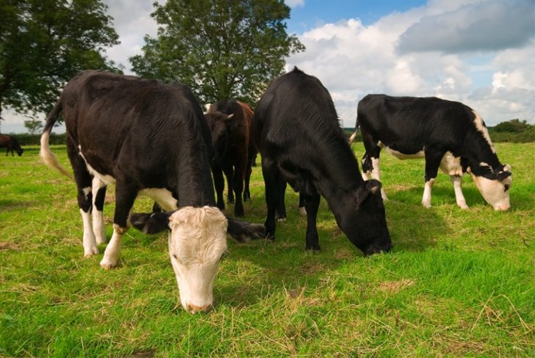 Walmart makes equity investment in Sustainable Beef