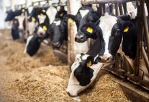 Cargill continues efforts to reduce emissions in supply chains