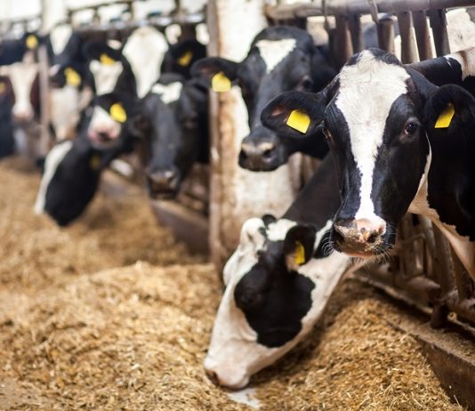 Cargill deploys AI in meat-processing to offset shrinking U.S. herd Cargill continues efforts to reduce emissions in supply chains