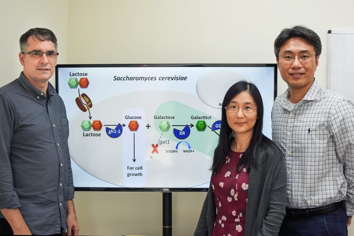 Researchers develop low-calorie sweetener from yeast and lactose Researchers develop low-calorie sweetener from yeast and lactose
