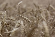 Cargill swaps corn for wheat at German site to meet market needs
