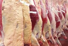 Uptick in cattle hitting market specs