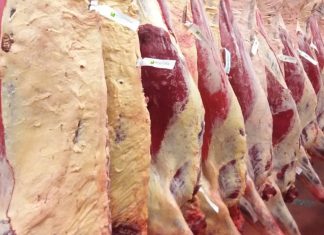 Uptick in cattle hitting market specs
