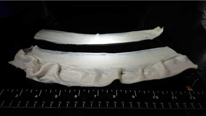 1__GelatinFibers_iRJS__DryAndWet-copy Researchers create lab-grown meat with ‘real’ texture