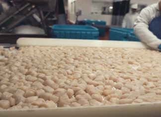 Scallops on the blockchain as IBM & Raw Seafoods boost traceability