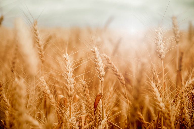 Nestlé U.S. invests in regenerative agriculture practices in DiGiorno wheat supply chain
