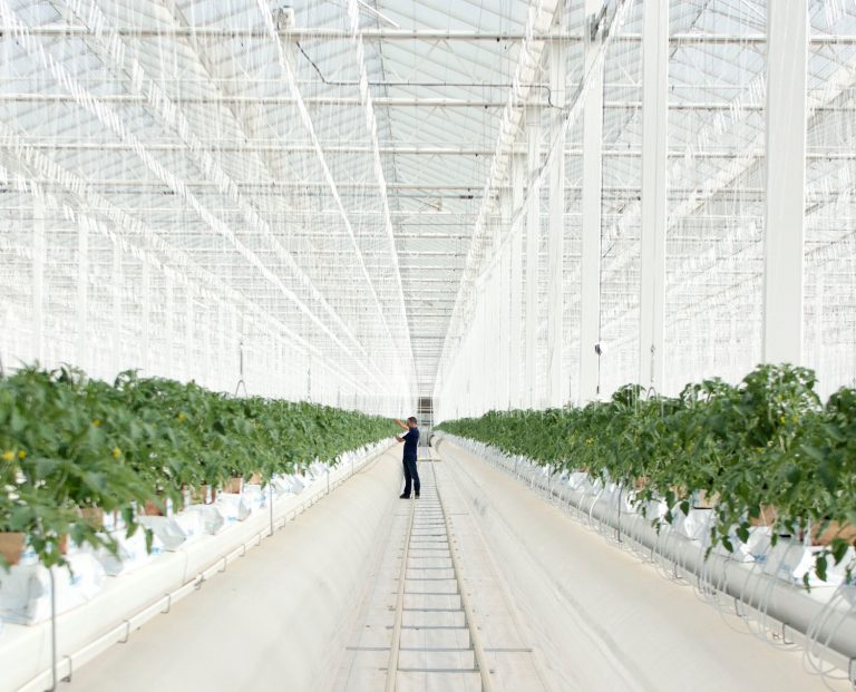 Pure Harvest Smart Farms secures $180.5m from global investors to fund expansion