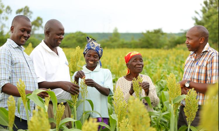Diageo launches innovation fund to help mitigate climate change in smallholder farms in Africa