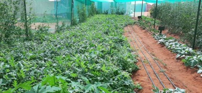 Aston University partner with Solargen and University of Nairobi to improve crop production by 50%