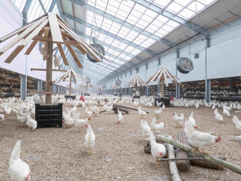 Lidl GB to bring “egg farm of the future” to Great Britain with Kipster partnership