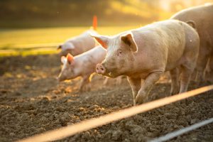 Triumph Foods challenges California animal welfare law