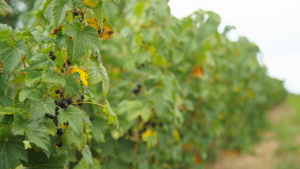 Suntory Beverage and Food GB&I invests £920,000 into resilient Ribena berries