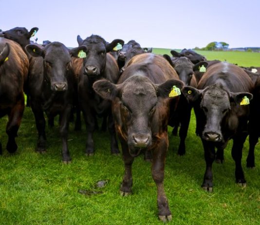 Tesco invests £1.5m in environmental data baselining to boost sustainable agriculture